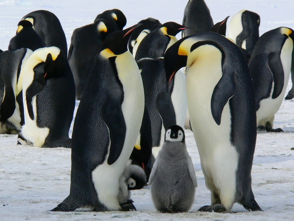 Free king penguins Antarctica portrait