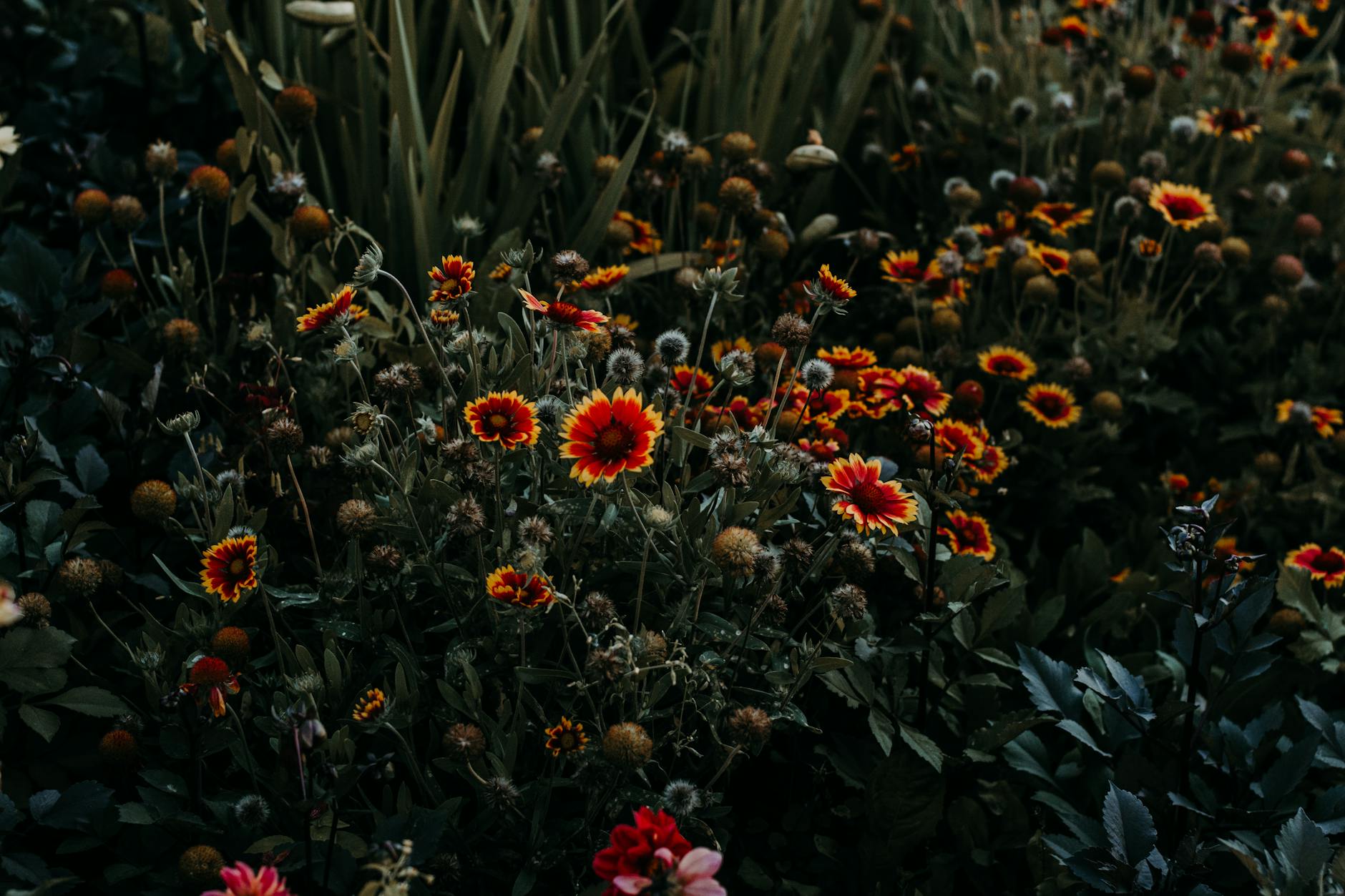 vibrant wildflowers in a dark garden setting