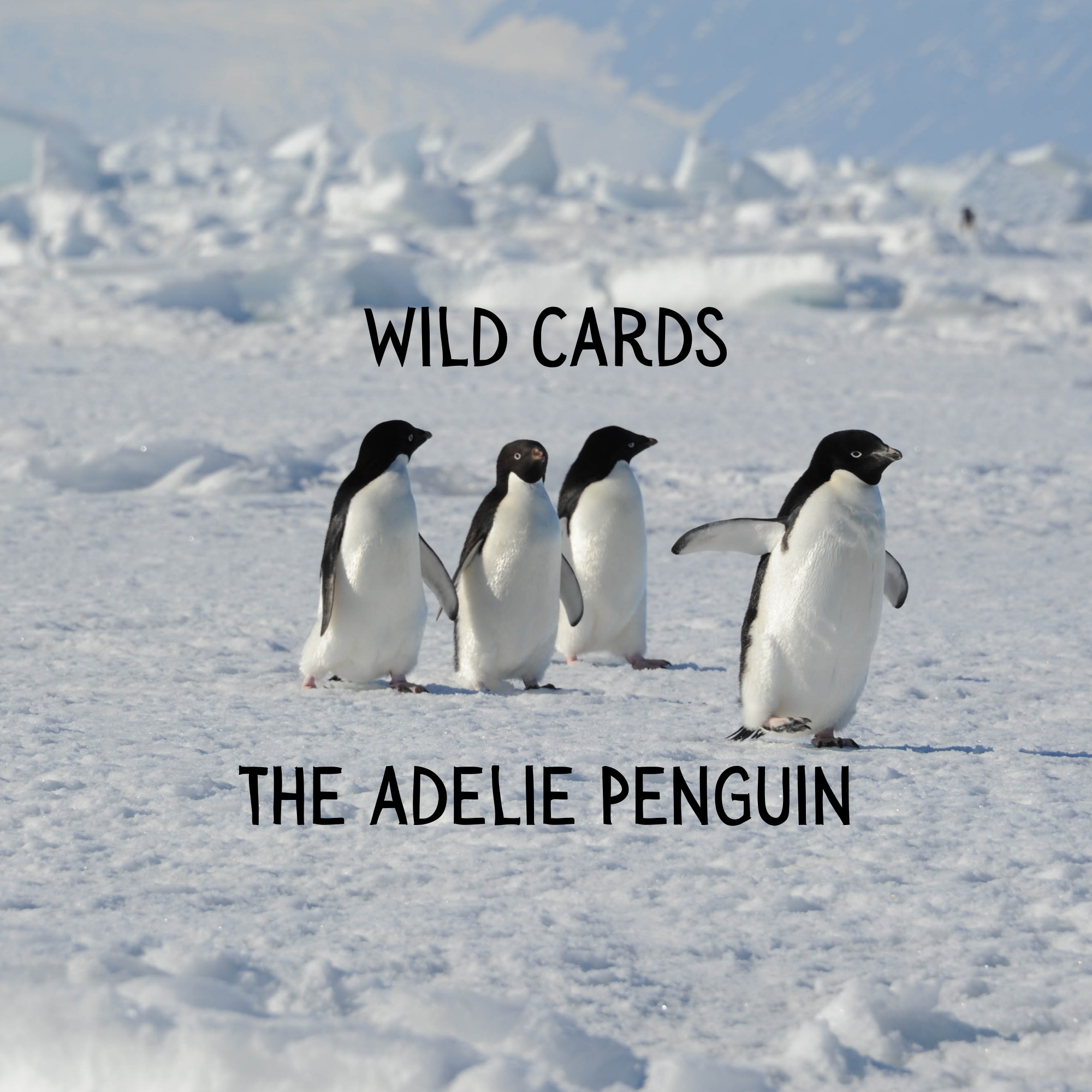 Wild Card: The Adelie Penguin
