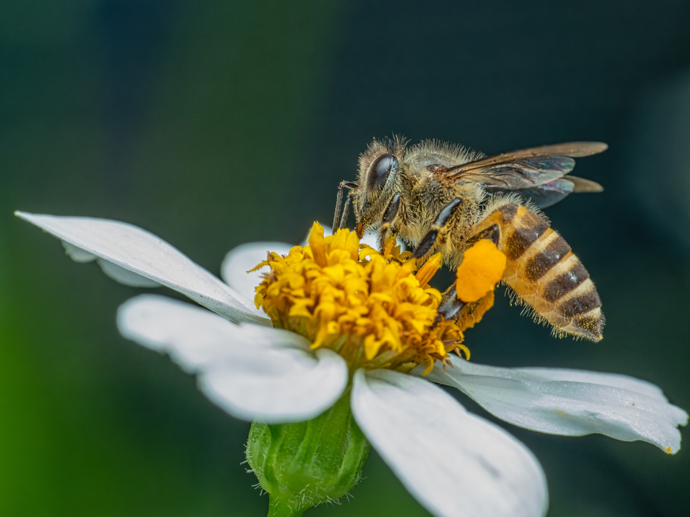 Meet the Incredible Bee